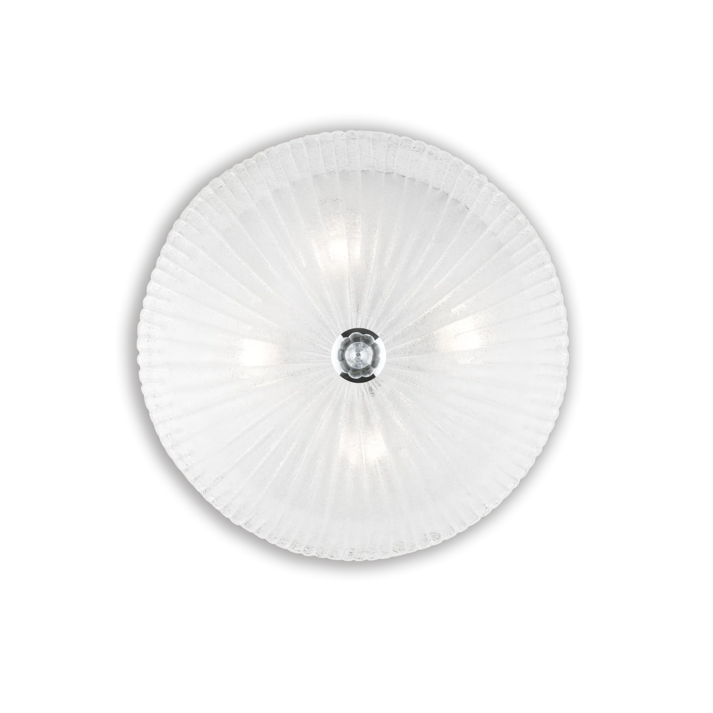 Coquille pl4