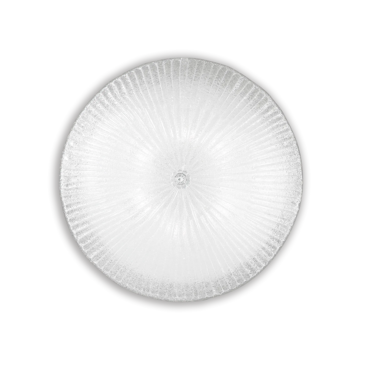 Coquille pl6
