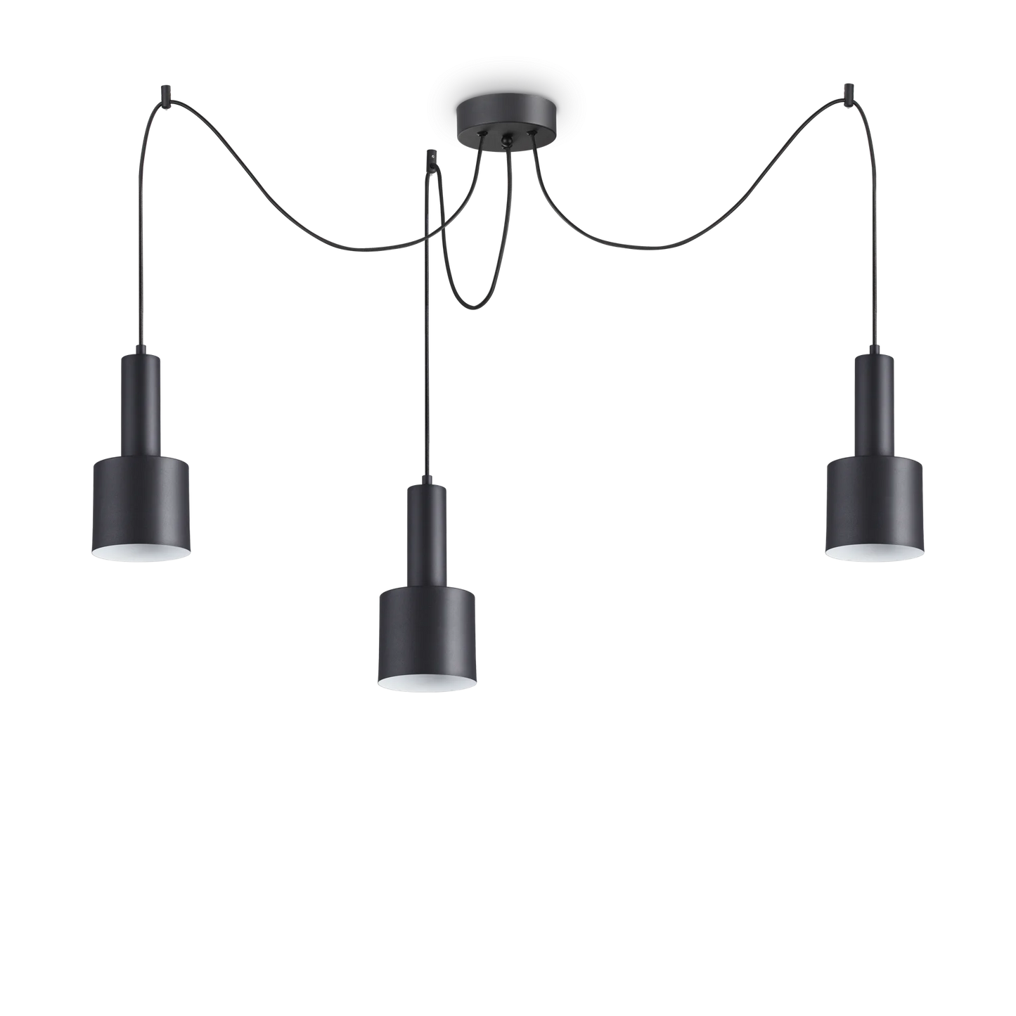 Houx sp3