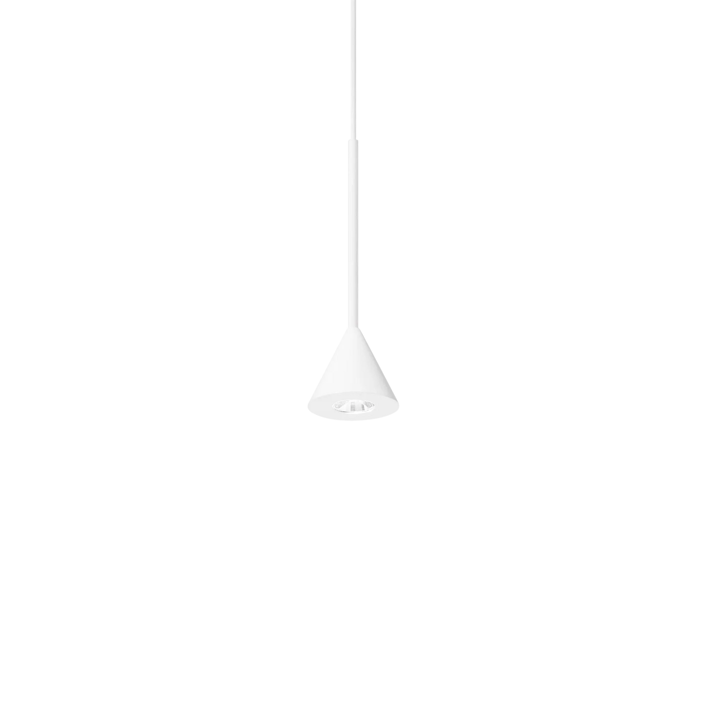 Archimède sp cono
